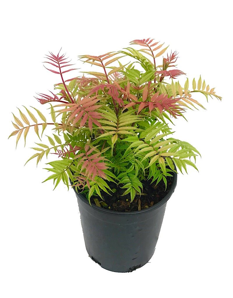 Sorbaria sorbifolia 'Sem' - Shrubs