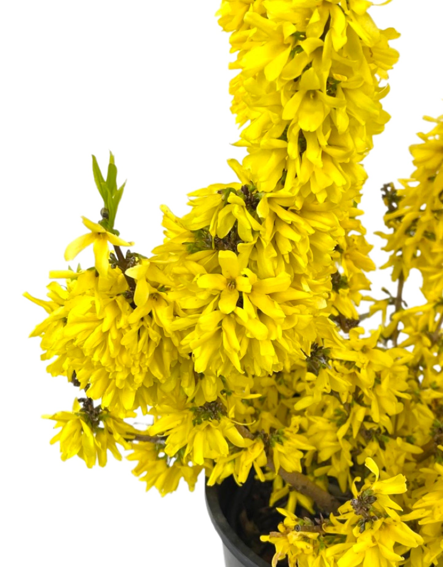 Forsythia x intermedia 'Minfor6' 2 Gallon - The Garden Corner