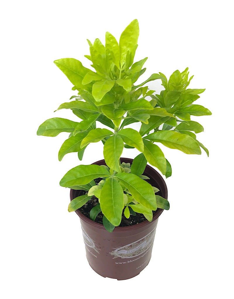 Choisya ternata 'Sundance' - Shrubs