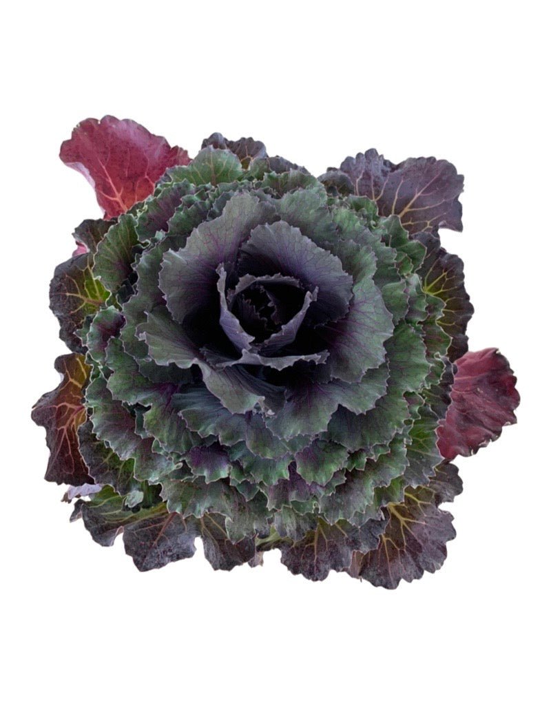 Cabbage 'Pigeon Purple' - The Garden Corner