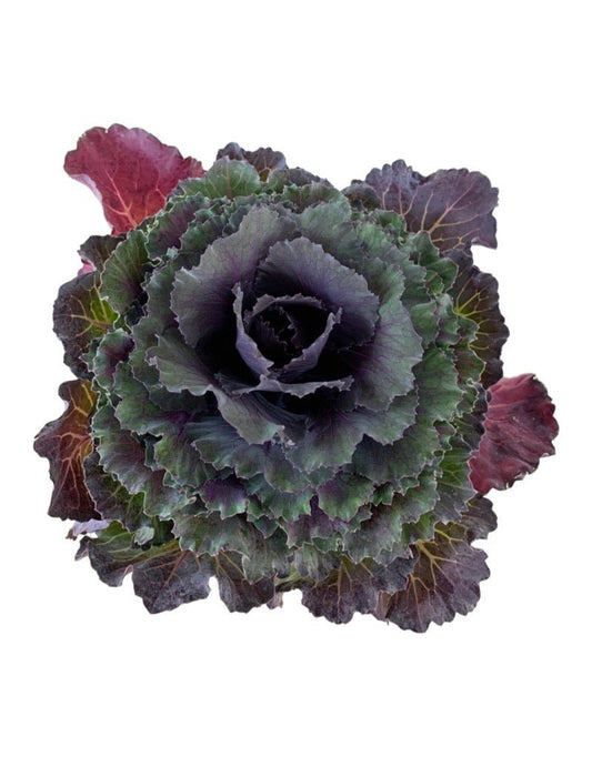 Cabbage 'Pigeon Purple' - The Garden Corner