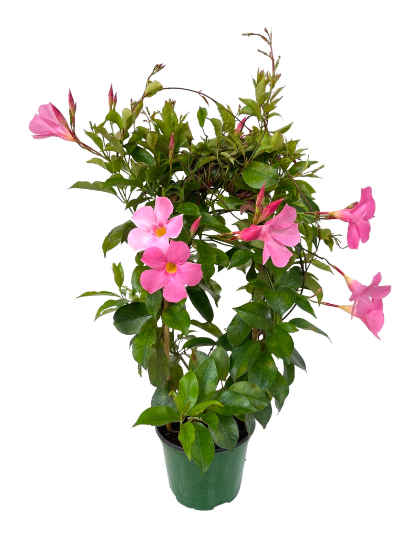 Mandevilla SunParasol 'Pretty Pink' 6 inch