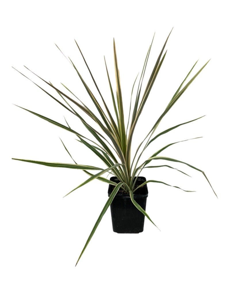 dracaena torbay dazzler Cordyline australis 'Torbay Dazzler' – The Garden Corner
