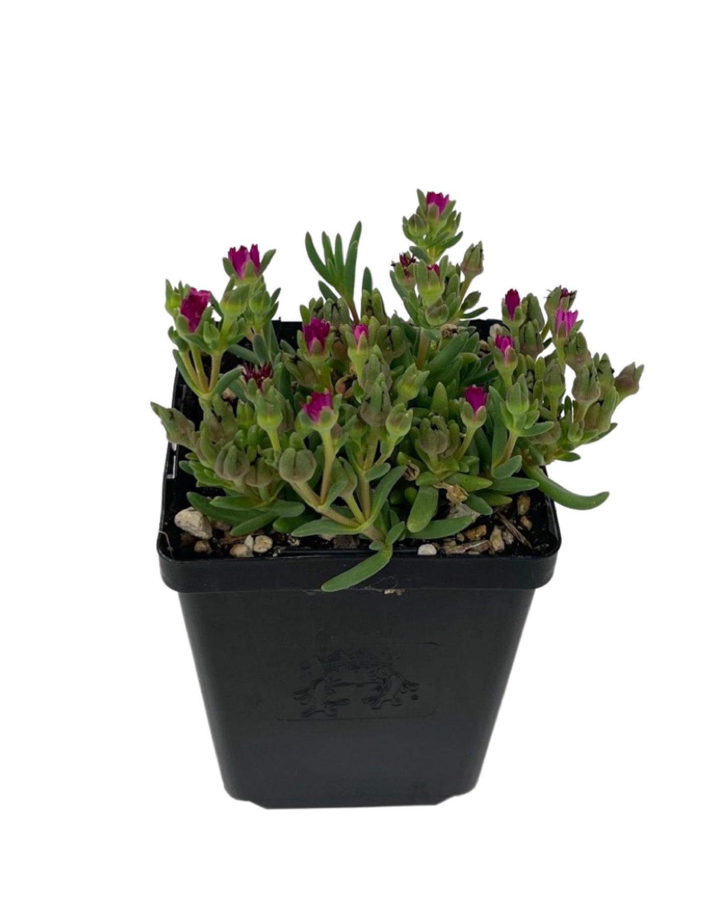 Delosperma 'Jewel of the Desert' - The Garden Corner
