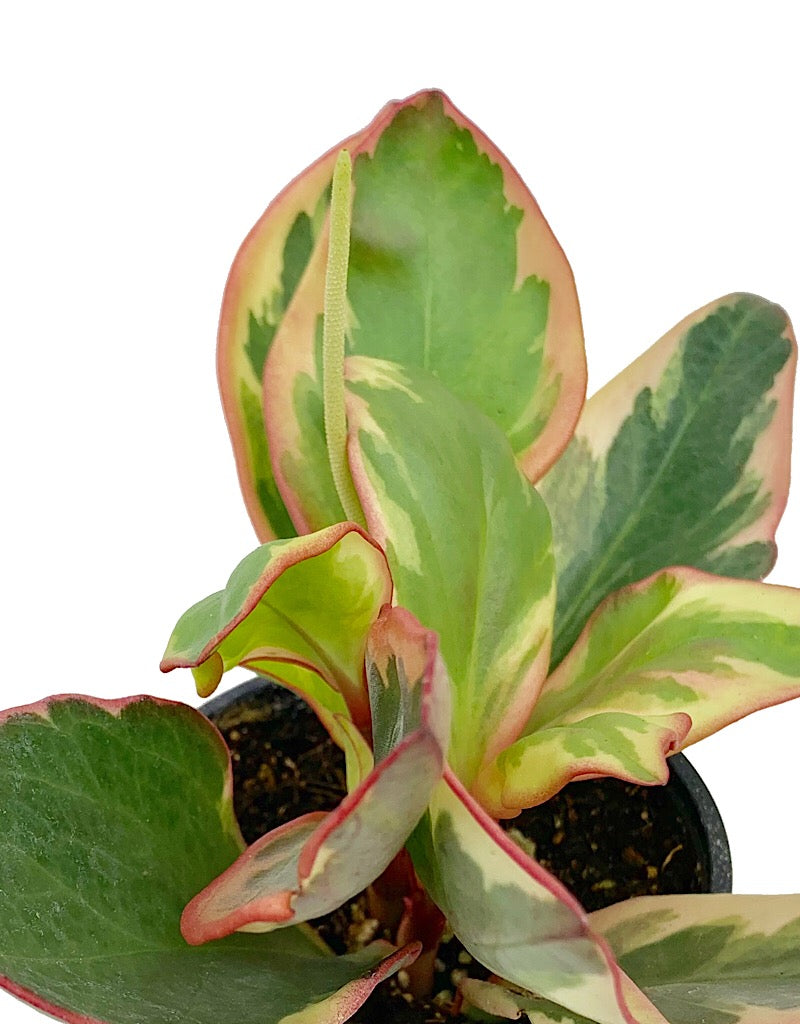 Peperomia obtusifolia €˜Ginny 4 inch