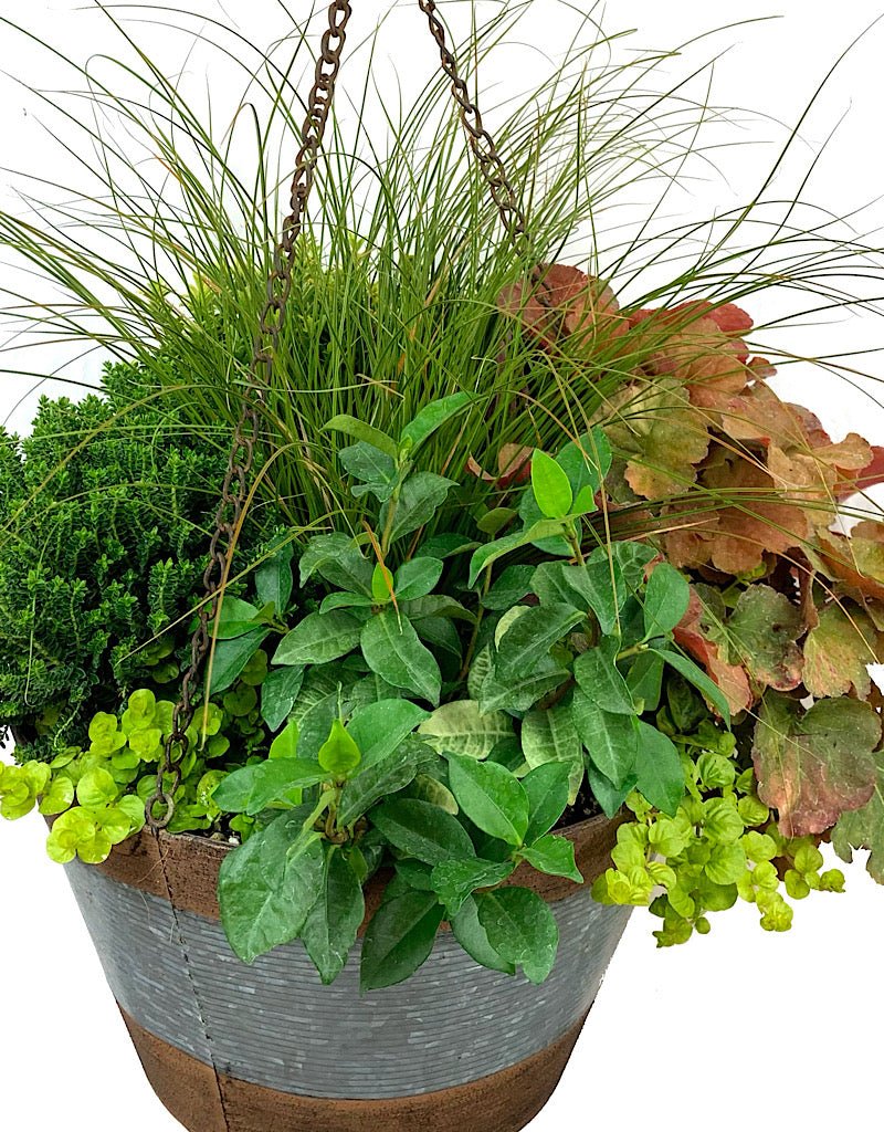 Hanging Garden 34 - The Garden Corner