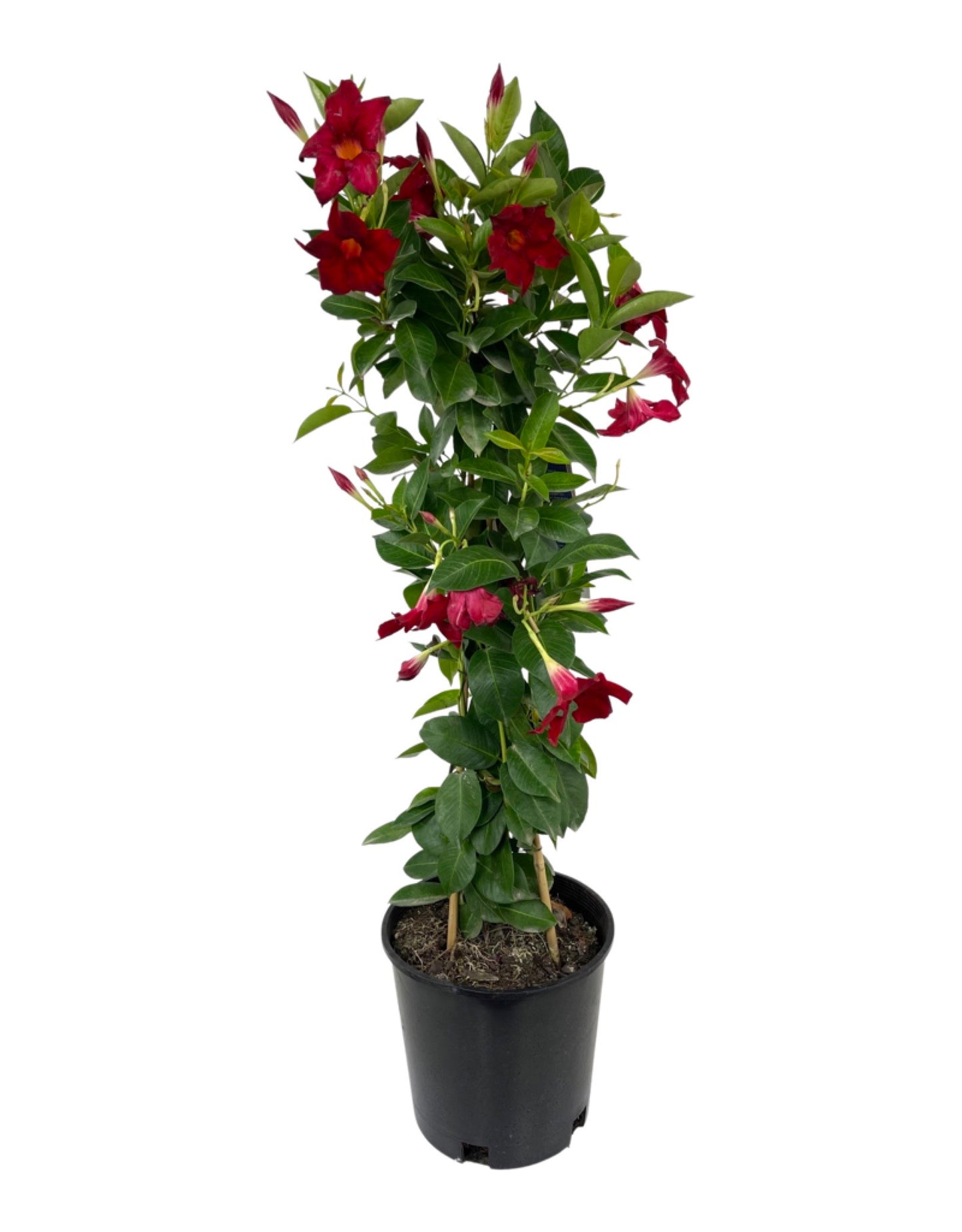 Mandevilla 'Sunvilla Giant Red' 2 Gallon