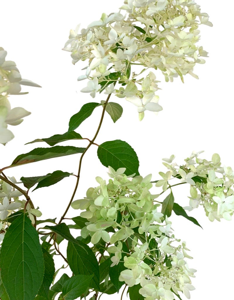 Hydrangea paniculata 'Skyfall'