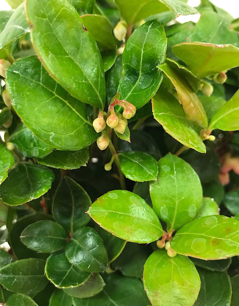 Gaultheria mucronata 'White Pearl' - 1 gal