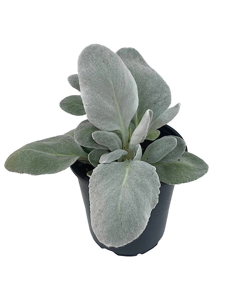 Senecio candicans 'Angel Wings' - The Garden Corner