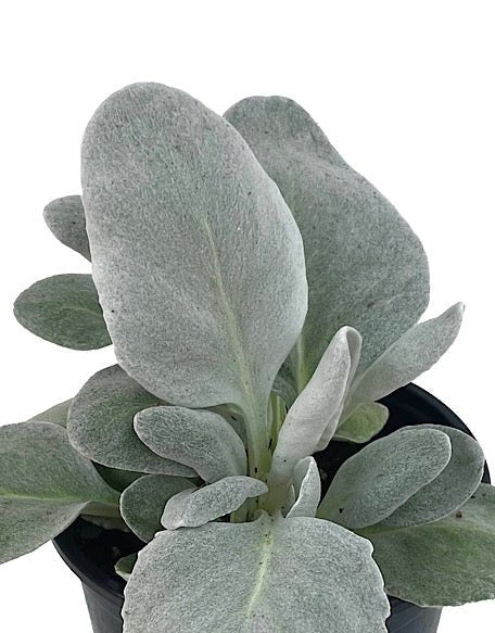 Senecio candicans 'Angel Wings' - Perennials