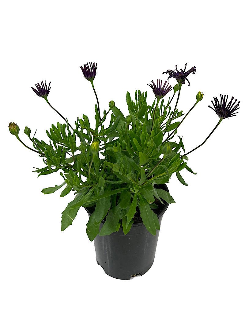 purple flower spider plant Osteospermum 'FlowerPower Spider Purple' – The Garden Corner