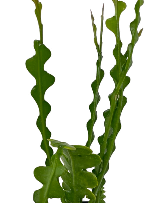 Epiphyllum anguliger 'Ric Rac' Quart - The Garden Corner