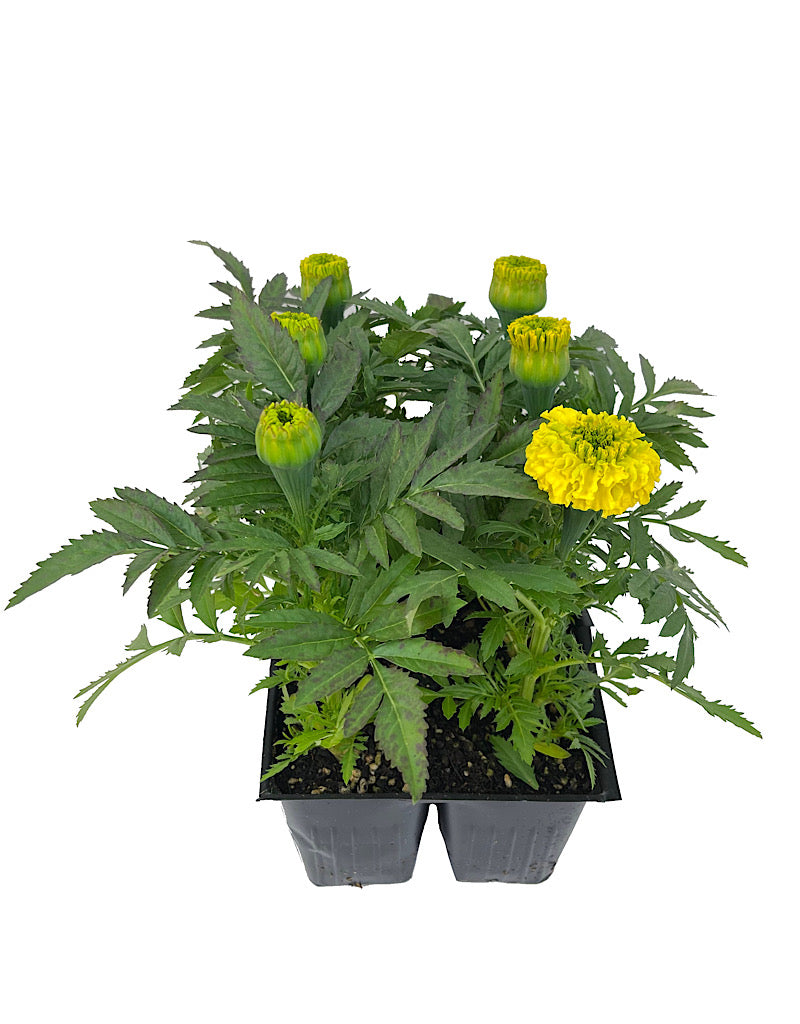 Marigold 'Inca Yellow' Jumbo Traypack
