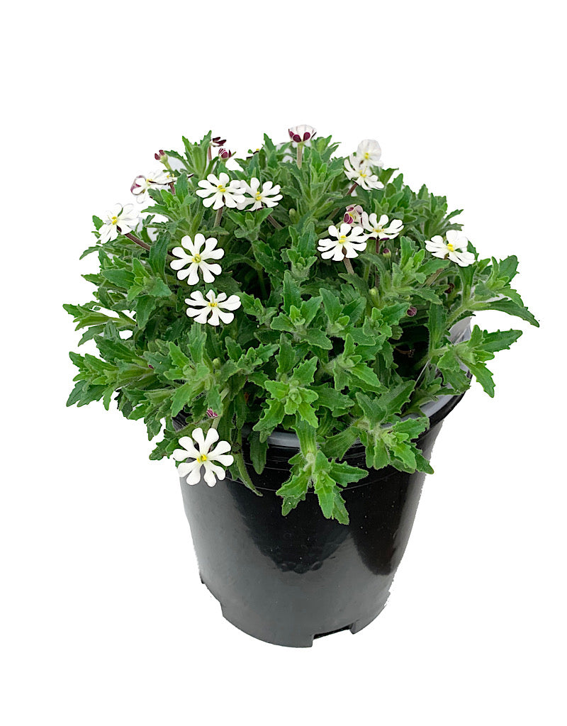 Zaluzianskya ovata 1 Gallon