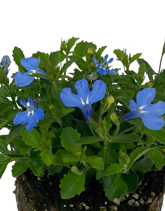 Lobelia 'Laguna Sky Blue' - The Garden Corner