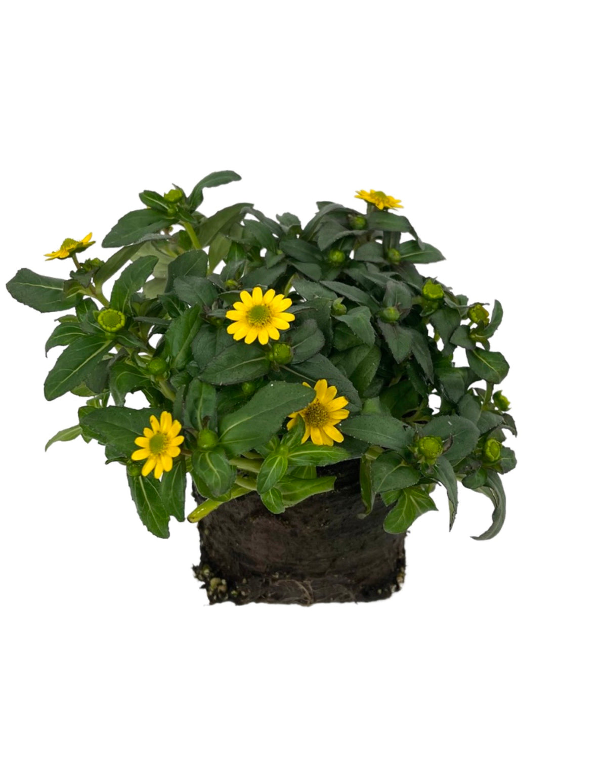 Sanvitalia 'Sunbini' - Annuals