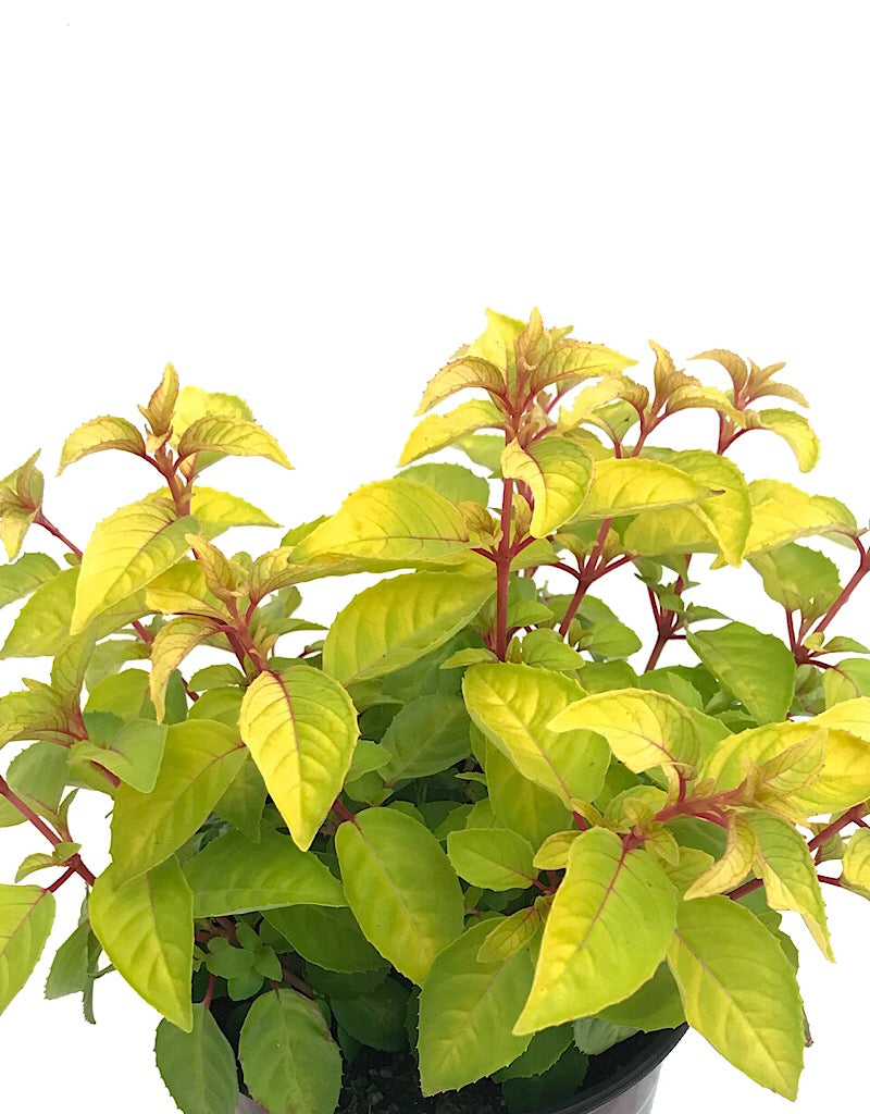 Fuchsia 'Golden Gate'