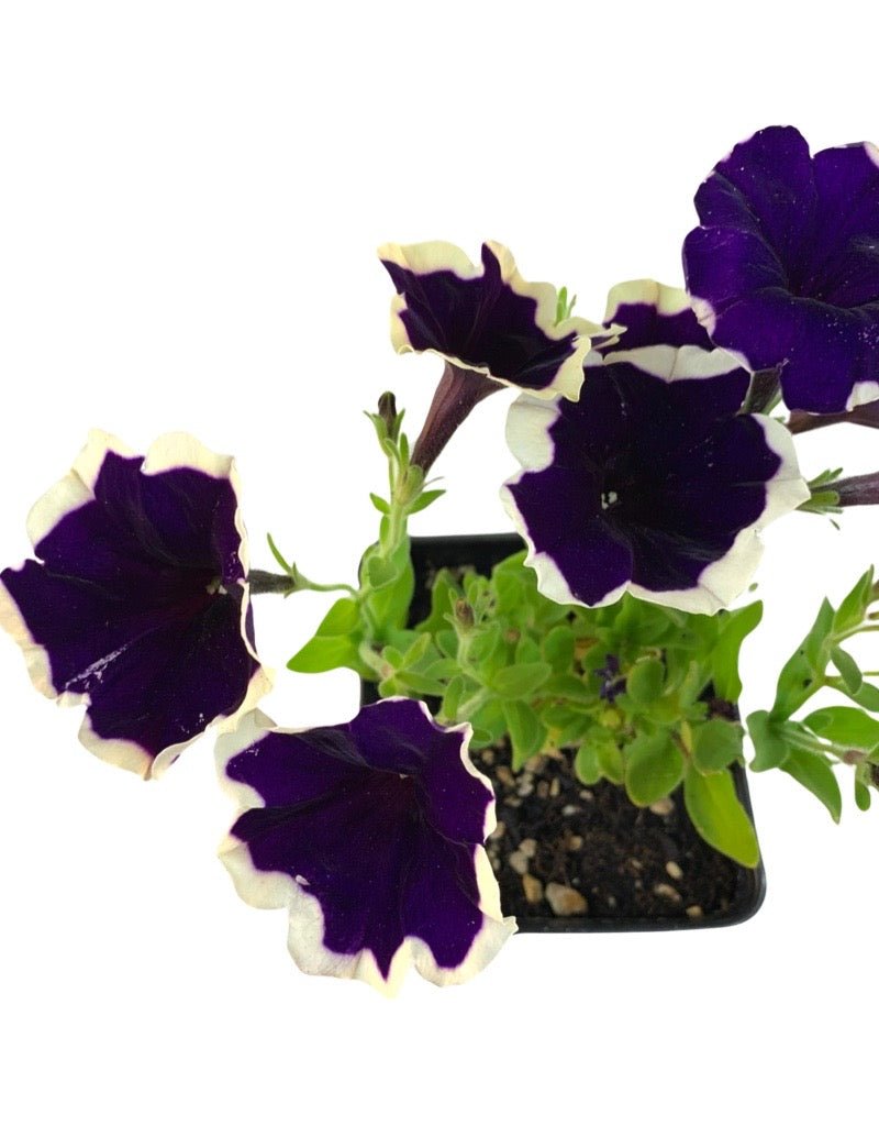 Petunia 'ColorRush Blueberries and Cream' 4 Inch - The Garden Corner