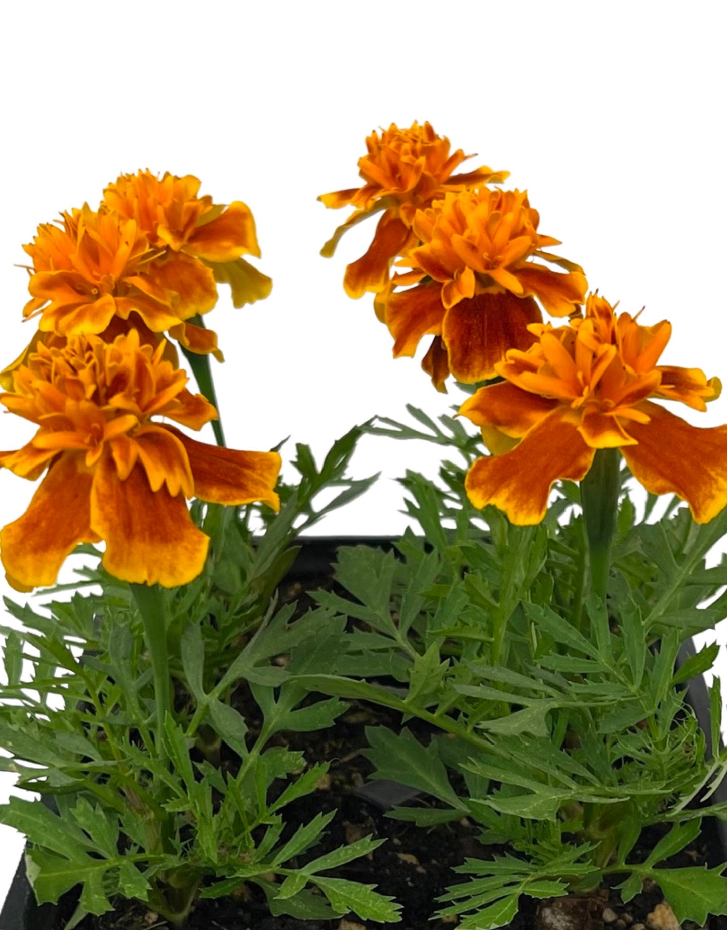 Marigold 'Bonanza Flame' Jumbo Traypack - The Garden Corner