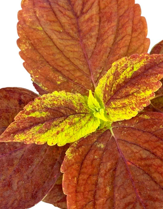 Coleus 'Alabama' - The Garden Corner