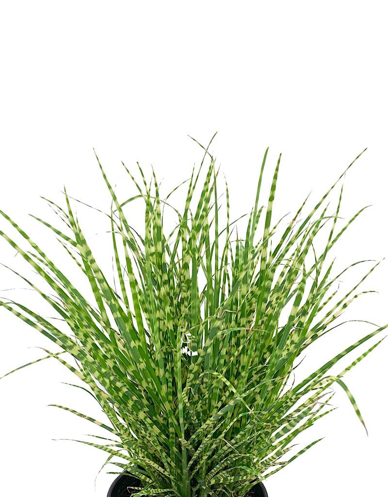 Miscanthus sinensis 'Gold Bar' - The Garden Corner