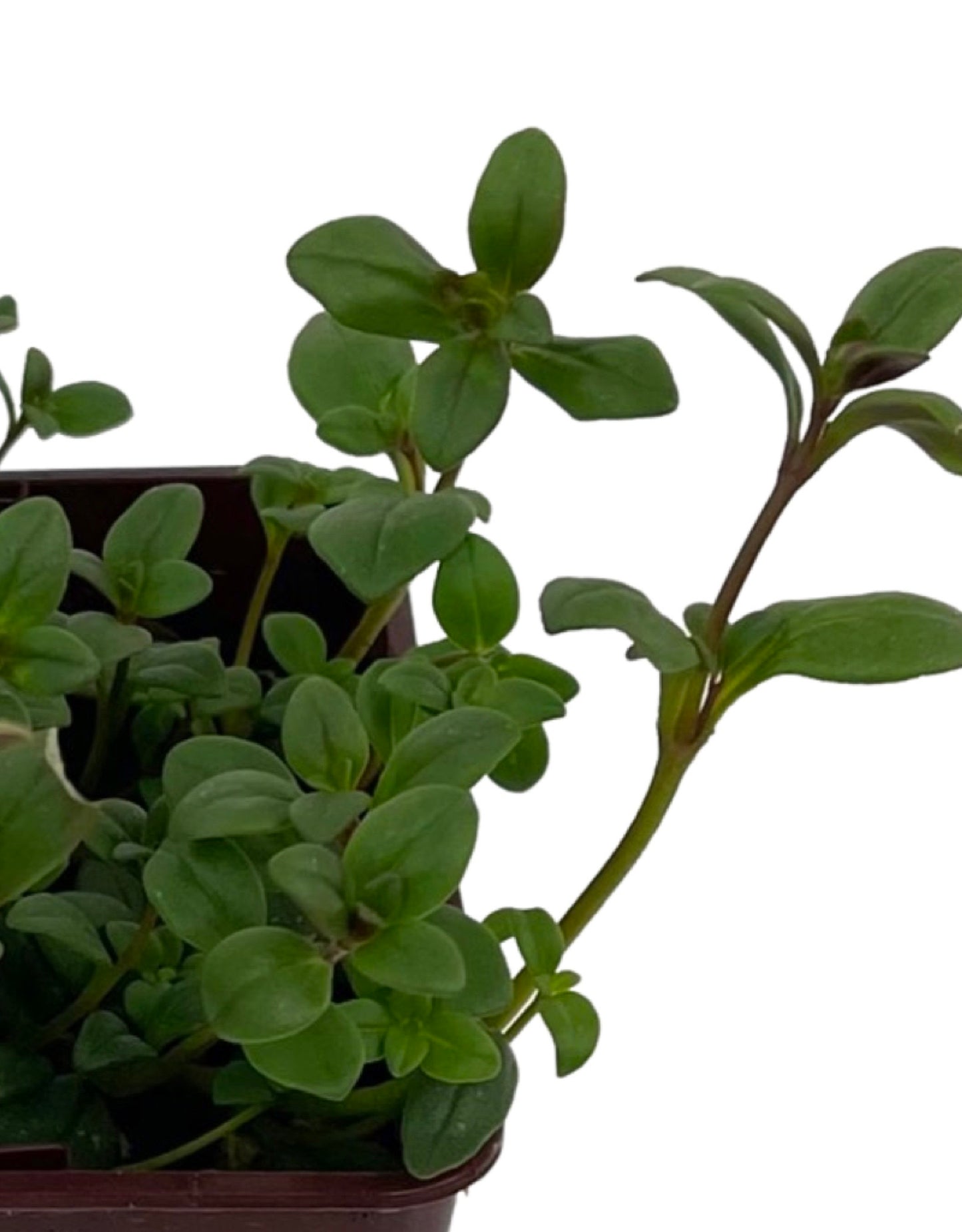 Chaenorrhinum origanifolium 4 Inch - The Garden Corner