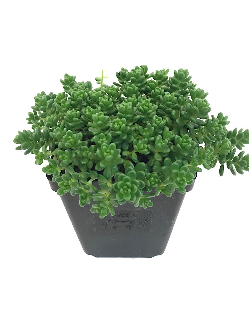 Sedum album 'Athoum'