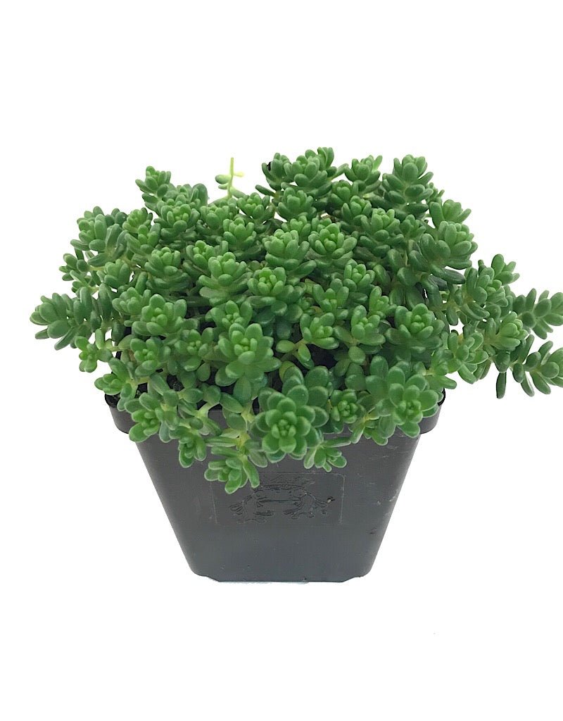 Sedum album 'Athoum' - Groundcovers