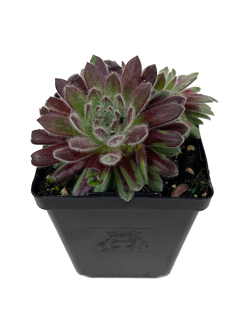 最低価格の – Inch 4 Fuzzy Plum €˜Pacific Sempervivum The Corner Garden その他多肉植物
