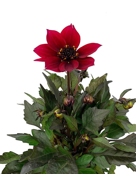 Dahlia 'Happy Days Cherry Red' Quart - The Garden Corner