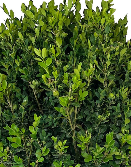 Buxus semperviren Single Globe Topiary 30 - 36 Inch - The Garden Corner