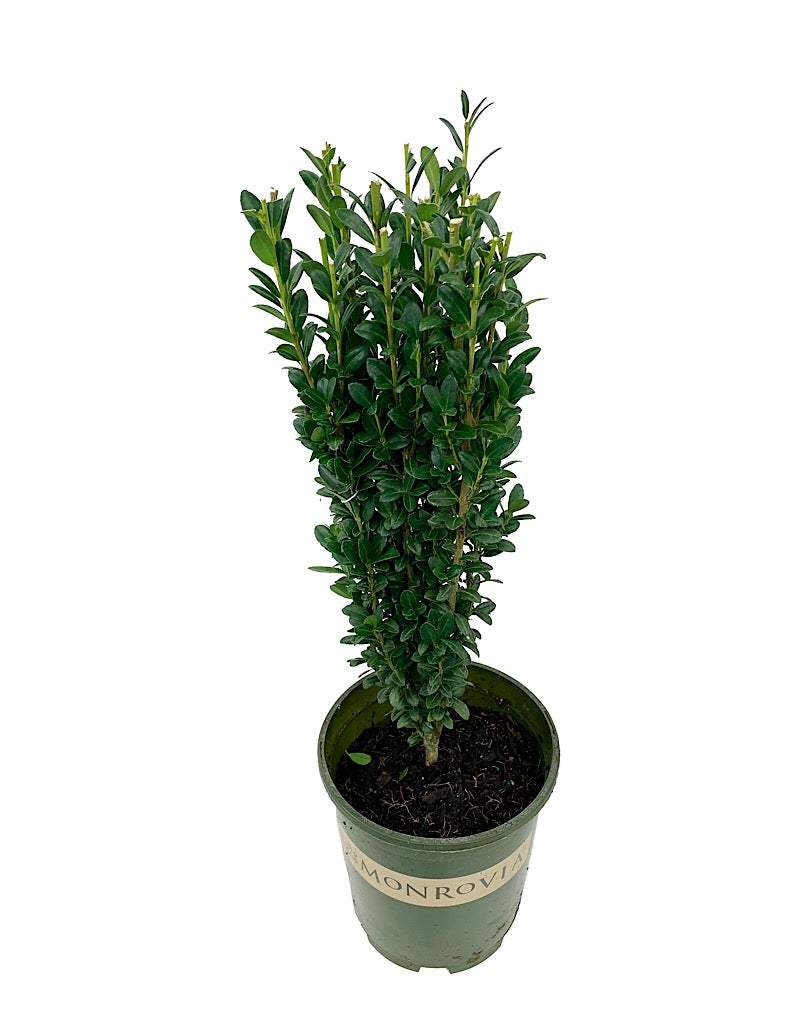 Ilex crenata 'Sky Pencil'