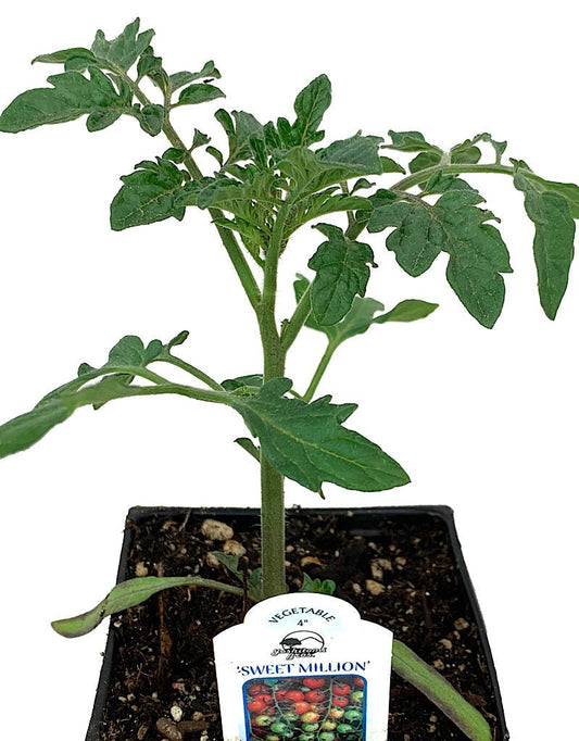 Tomato 'Sweet Million' 4 Inch - The Garden Corner