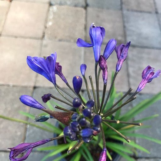 Agapanthus 'Brilliant Blue' 1 Gallon - The Garden Corner
