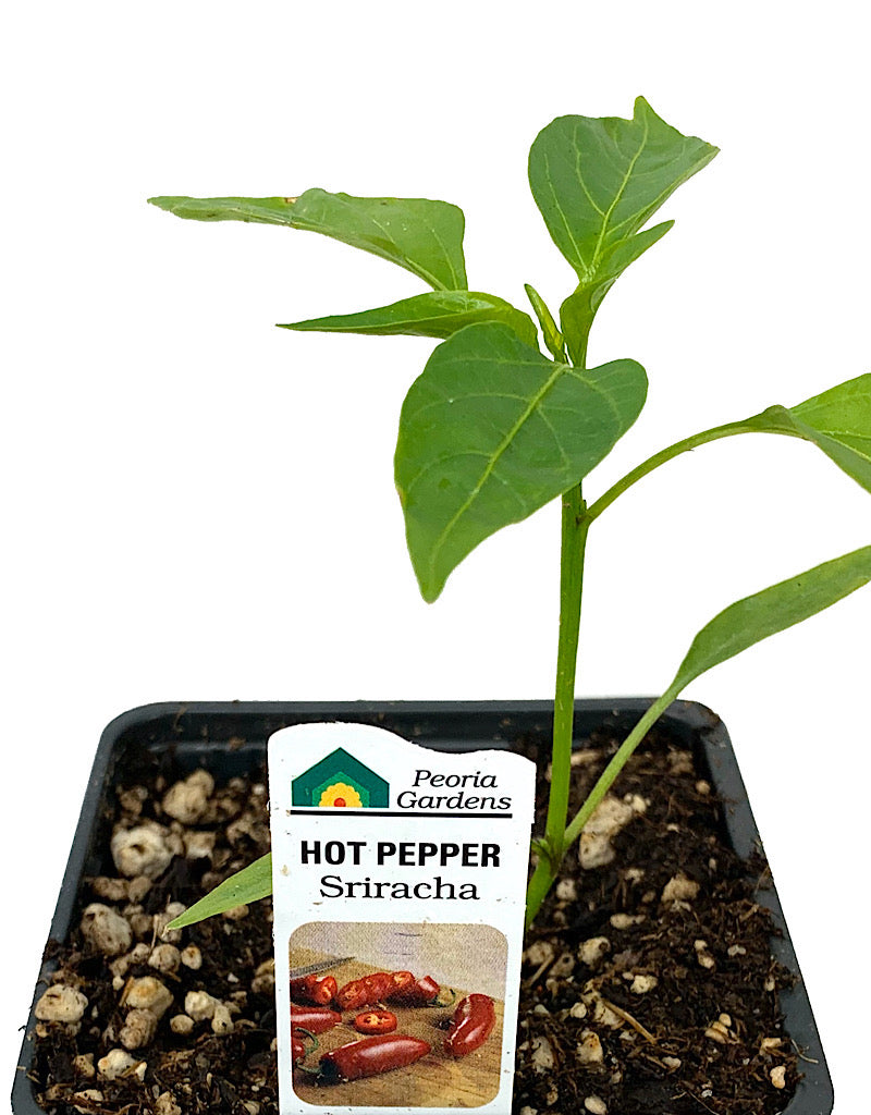 Pepper 'Sriracha' 4 inch