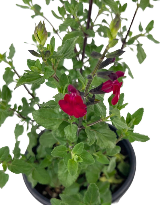 Salvia microphylla 'Killer Cranberry' - The Garden Corner
