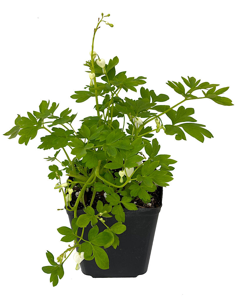 Dicentra spectablis 'Alba'