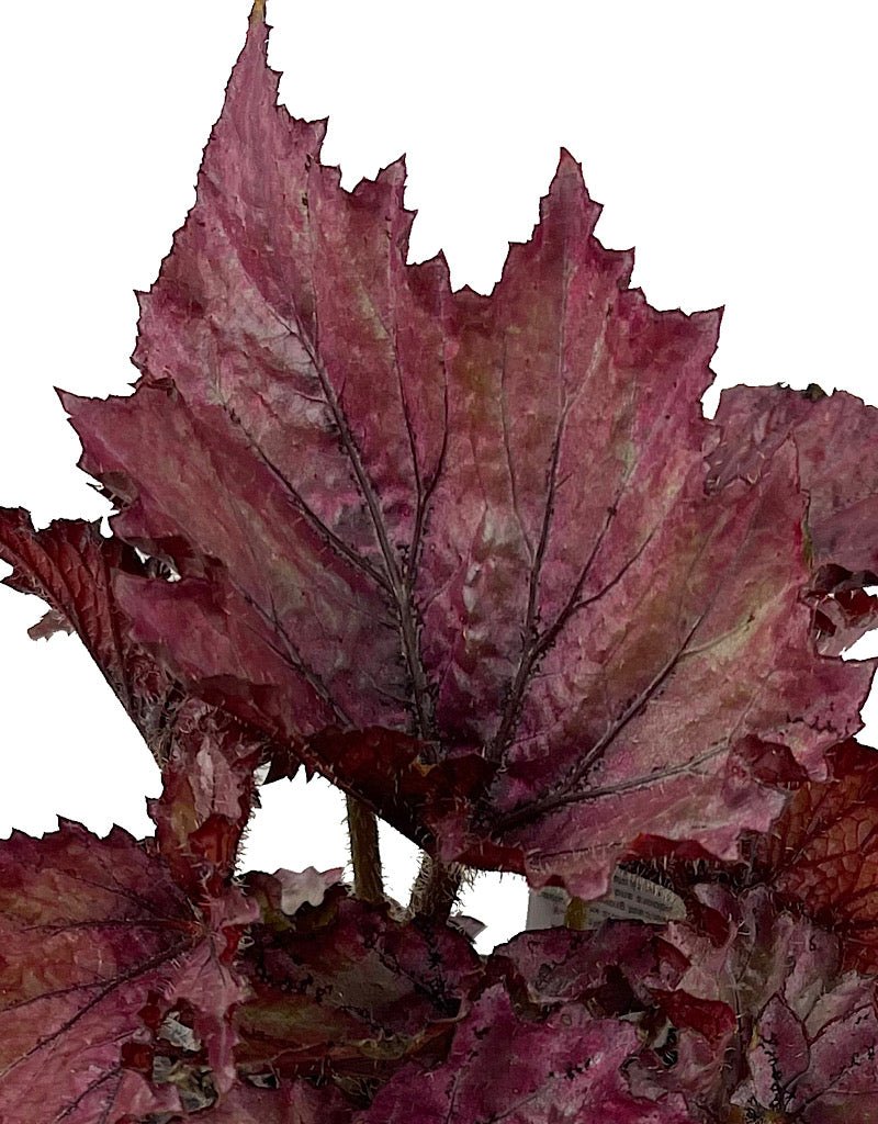 Begonia 'Festive Lavender' 4 Inch - The Garden Corner