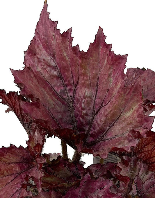 Begonia 'Festive Lavender' 4 Inch - The Garden Corner