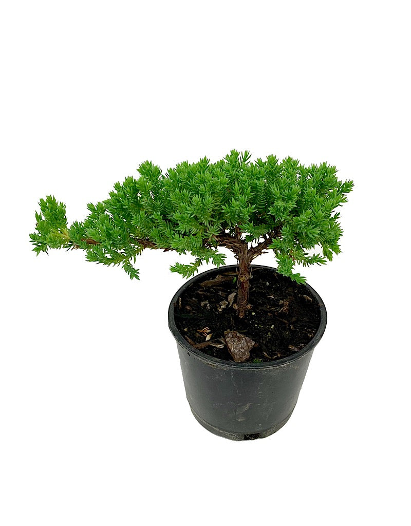 Juniperus p. 'Nana' Bonsai 4 inch