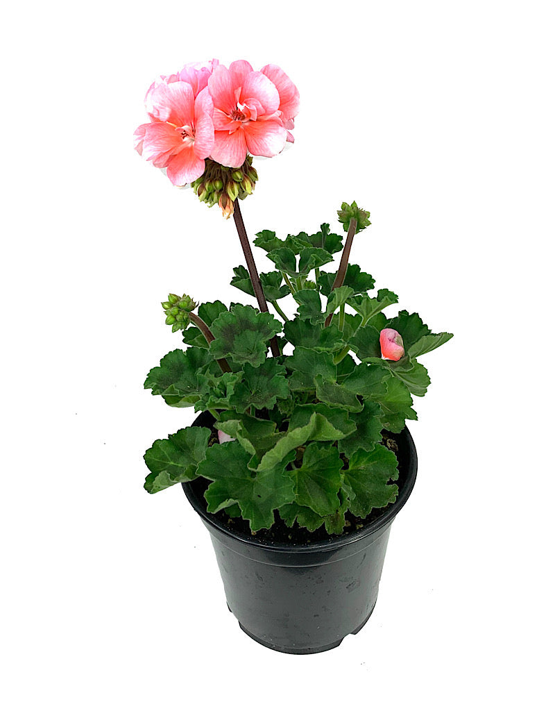 Geranium Zonal 'Presto Light Salmon'