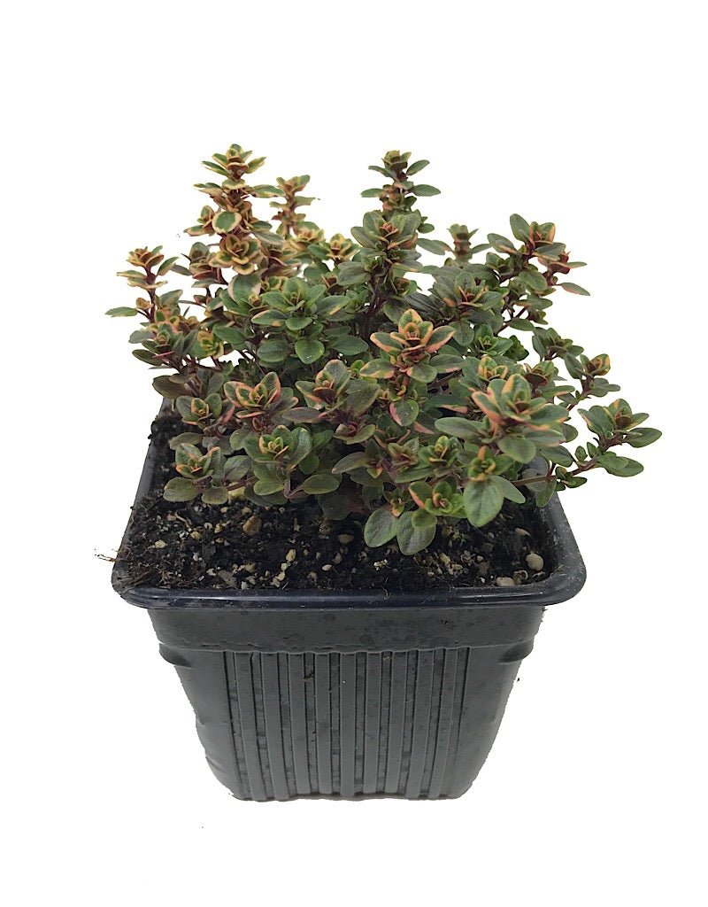 Thymus vulgaris 'Lemon Variegated' - Herbs and Vegetables