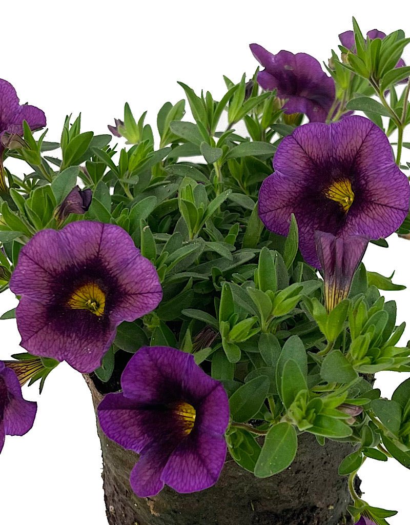Calibrachoa €˜Hula Amethyst' 4 Inch - The Garden Corner