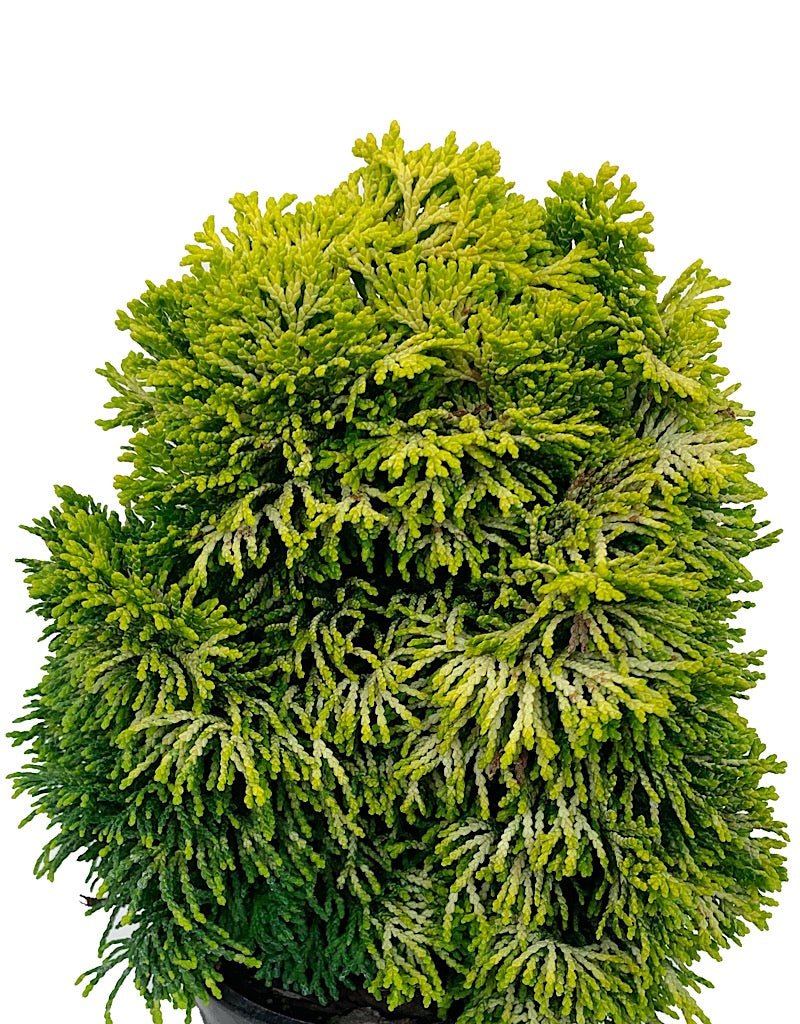 Chamaecyparis obtusa 'Nana Lutea' - The Garden Corner