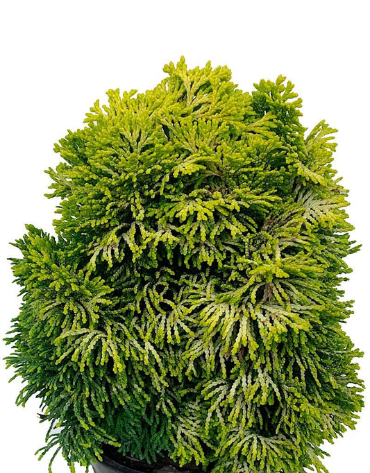 Chamaecyparis obtusa 'Nana Lutea' - The Garden Corner
