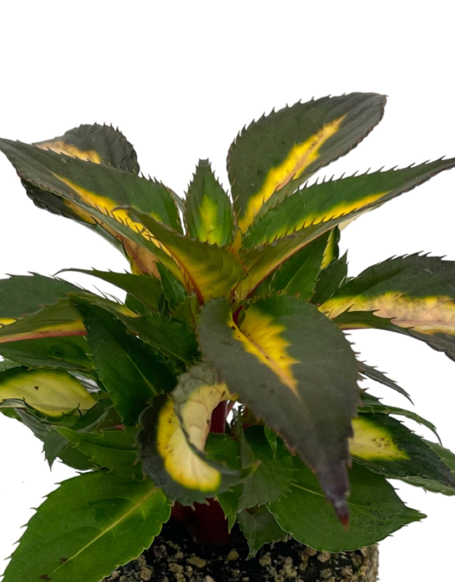 Sunpatiens 'Compact Tropical Rose'