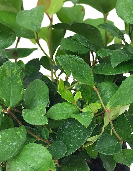 Gaultheria shallon 4 Inch - The Garden Corner