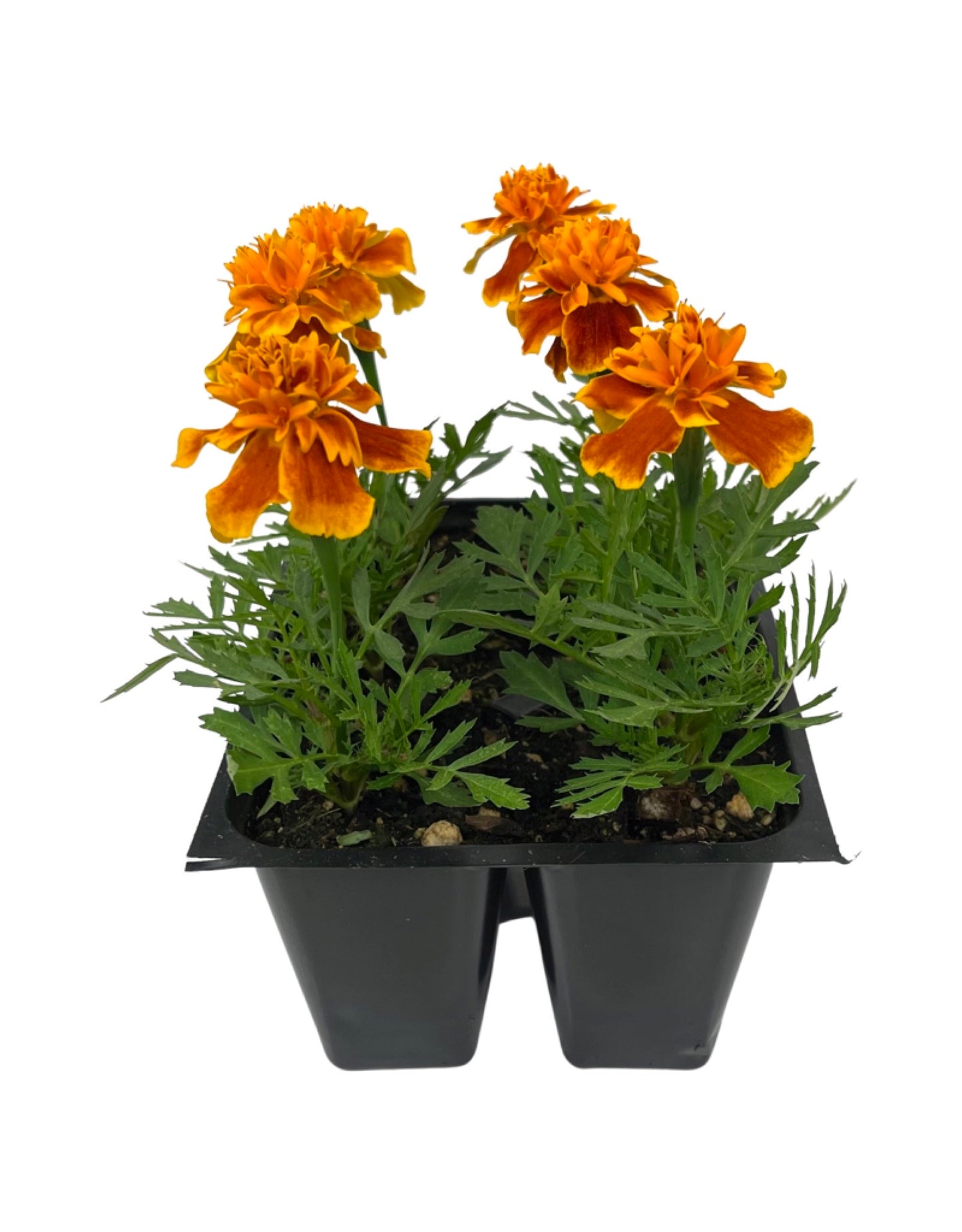 Marigold 'Bonanza Flame' Jumbo Traypack