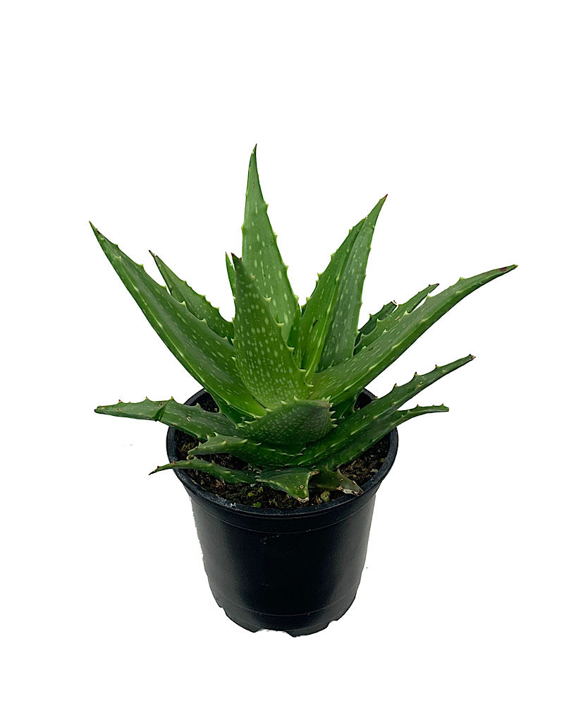 Aloe dorotheae